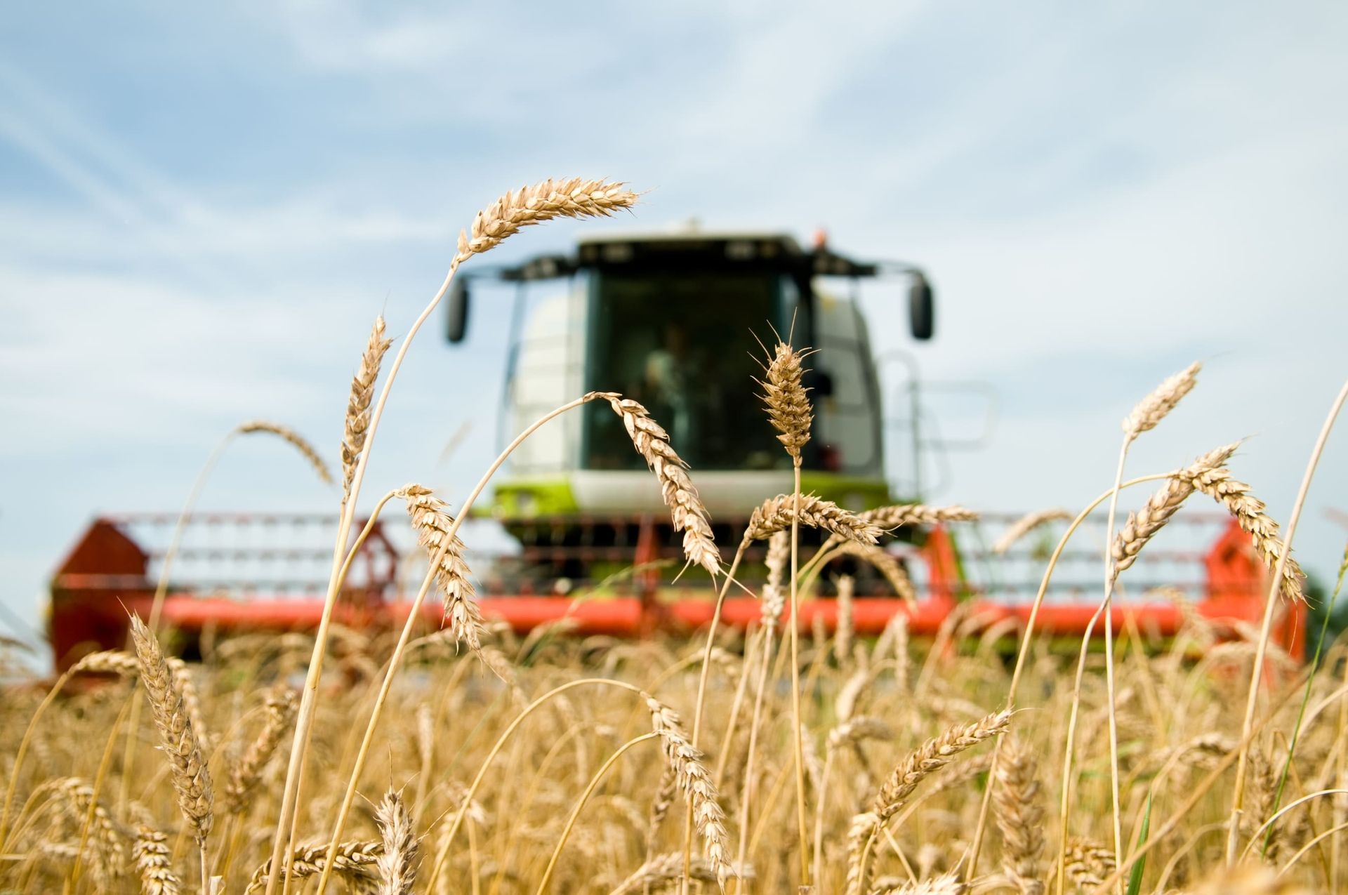 Nahaufnahme von Weizenähren auf einem Feld und Erntemaschine im Hintergrund, Mähdrescher unscharf